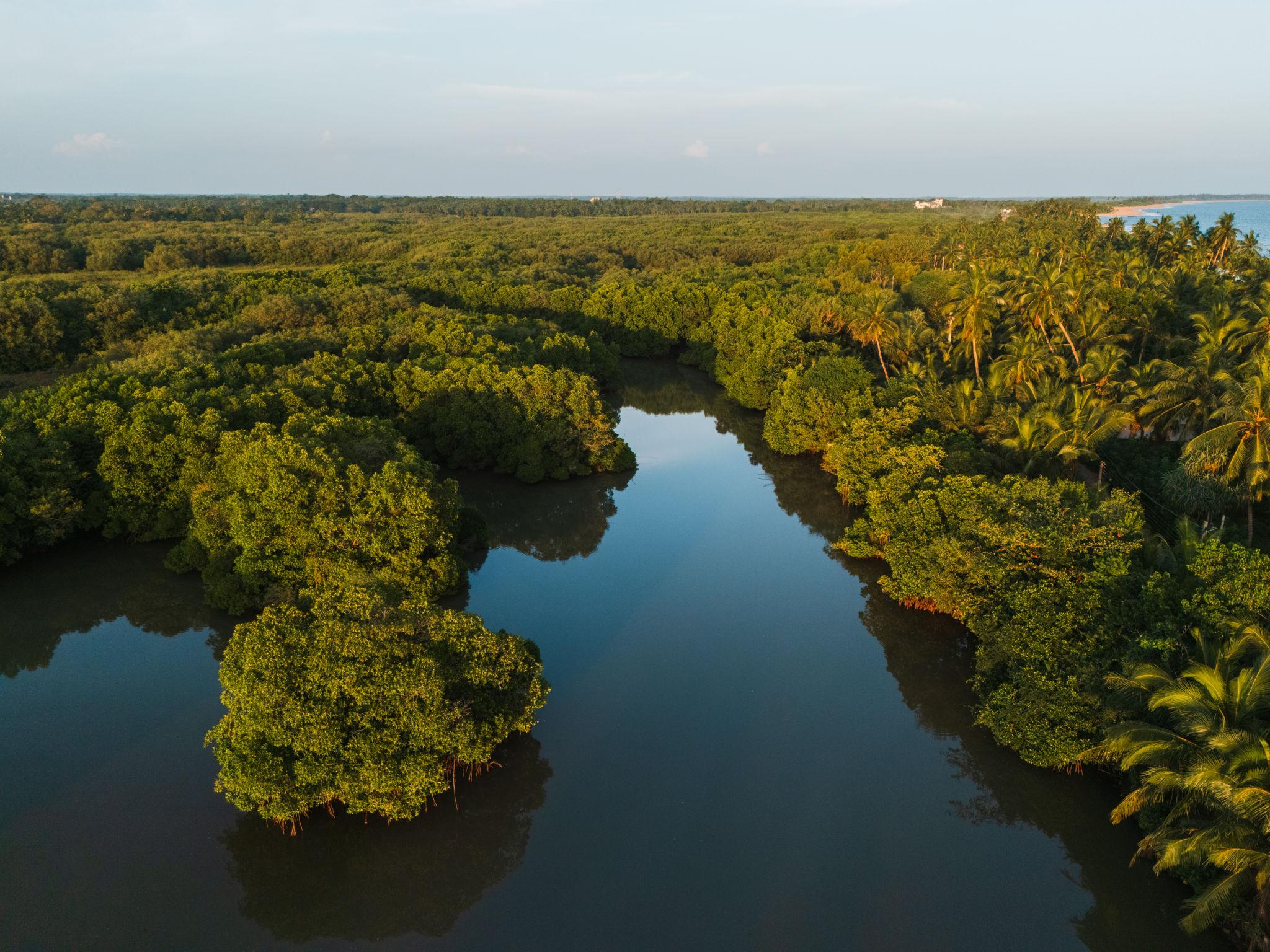 Muthurajawela Wetland Safari