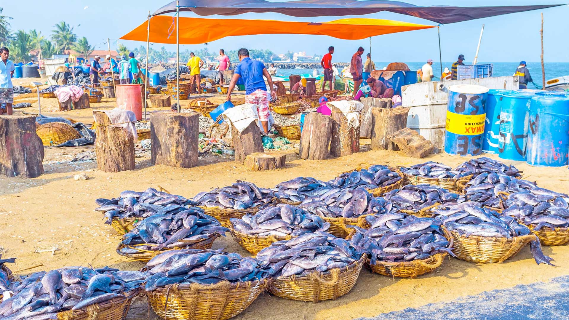 Negombo Fish Market